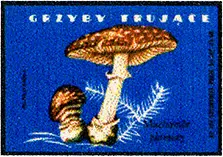 Zaklady Przemyslu Zapalczanego Etykieta z 303