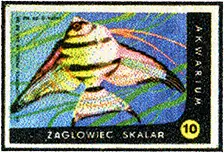 Zaklady Przemyslu Zapalczanego Etykieta z 527